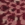 Deep Bordeaux Royal Snow